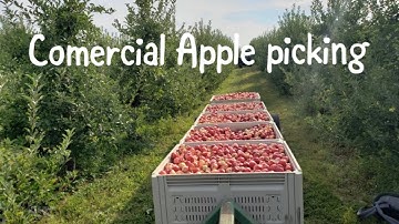 A day of commercial apple picking!