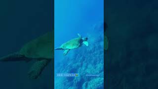 Sea turtle in the deep waters🐢