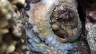 Breathing mechanism of octopus 🐙