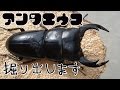 【クワガタ カブトムシ生活】 アンタエウス オオクワガタ 掘り出し 【stag beetle】