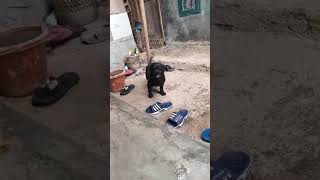Download Lagu #shortviral #shortvideo #musicsunda #tanjidor #jaipongdangdut MP3 Download Lagu #shortviral #shortvideo #musicsunda #tanjidor #jaipongdangdut MP3