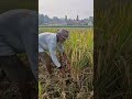 Rice harvest with super satisfying results-Agriculture farming #shorts