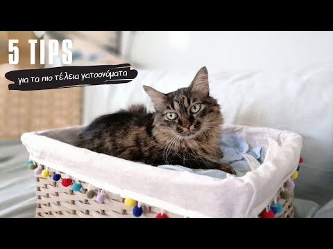 Βίντεο: 5 κορυφαίες συμβουλές για την ονομασία της γάτας σας