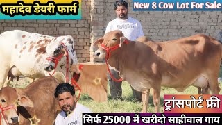 25000 में खरीदो साहीवाल गाय 👌 ट्रांसपोर्ट फ्री 🎉 New 8 Cow Lot For Sale ✅ Sahiwal Rathi Cholistani