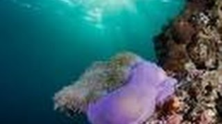 BEST Scuba Diving Phuket: Anemone Reef Underwater HD ★★★★★