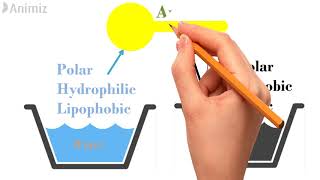 Surfactants and its mechanism of action