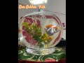 Golden fish#fishvideo #fishpot