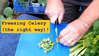 Grow Celery. How to freeze Celery the right way!
