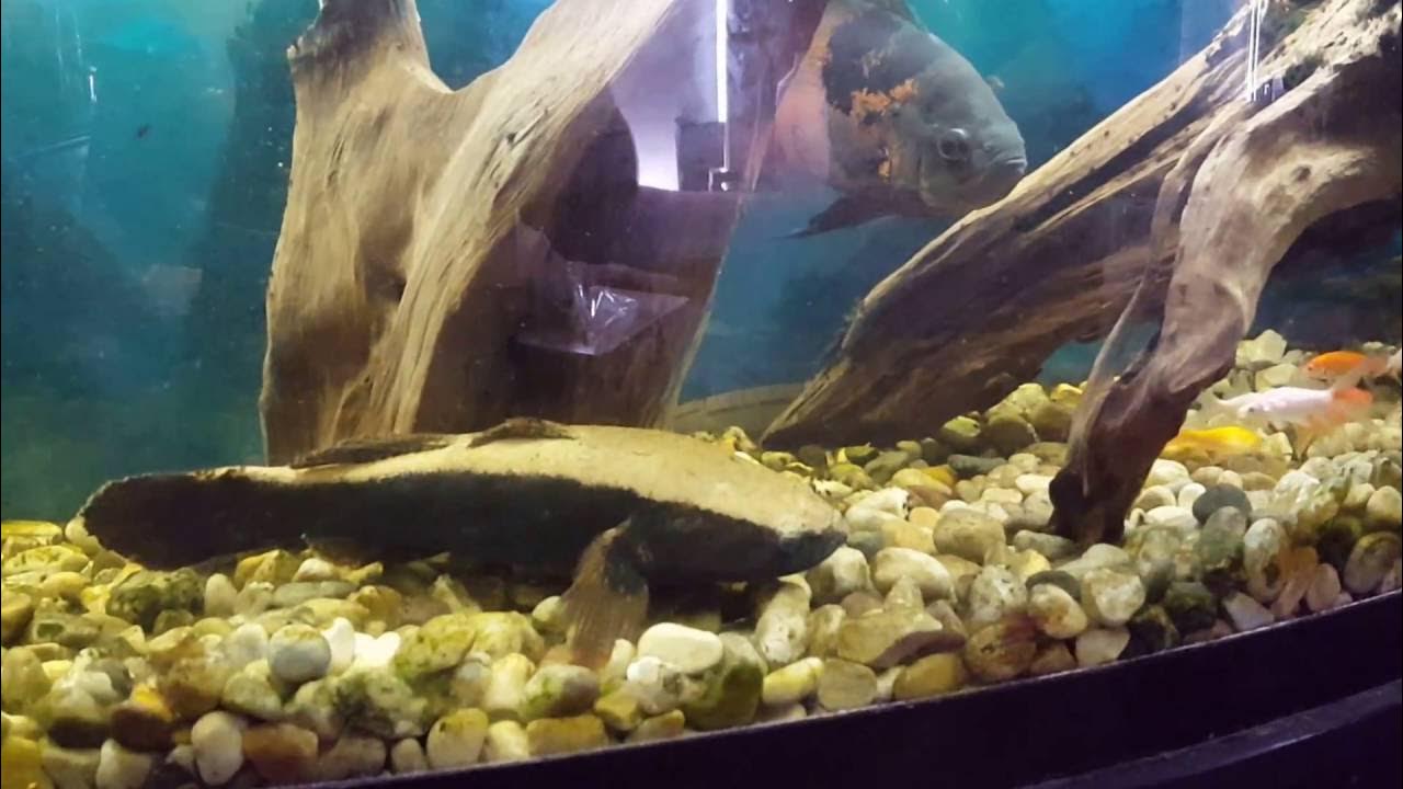 Water Cow Goby eats 3 goldfish in under a minute - YouTube