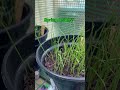 Growing Veg From Seeds This Is How It S Going So Far Garden Gardening Gardengoals Growing Veg From Seeds This Is How It S Going So Far Garden Gardening Gardengoals