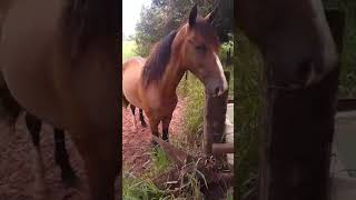 TV Paraguaçu - Cavalo é encontrado abandonado, com grande