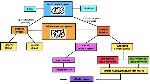 Autonomic Nervous System (Part 1)