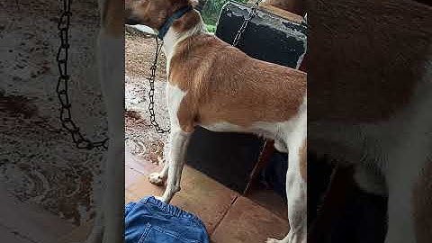 പട്ടിയെ ഓടിക്കാൻ പാഞ്ഞപ്പോൾ കുറുക്കു 😆🤭