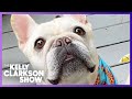 Bulldog's Hangry Tantrum Caught On Camera