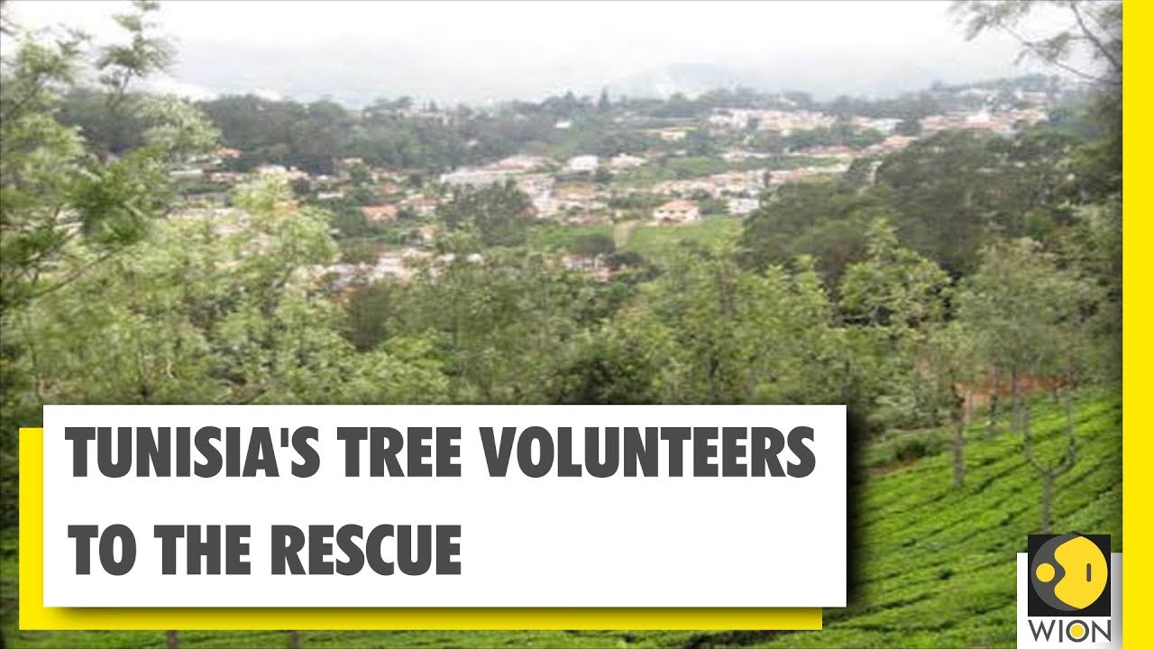 Tunisia's tree volunteers to the rescue