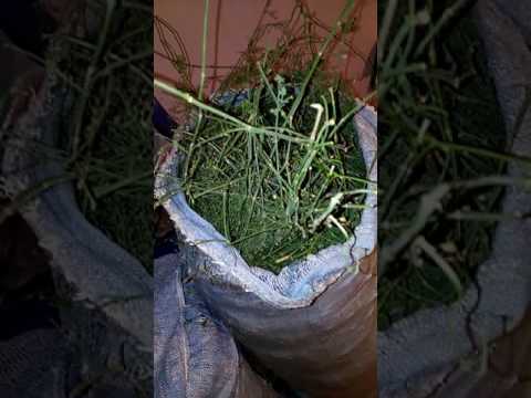 عشبة العلندة للسرطان والبواسير والاكياس والصفائح والفيروس الكبدي