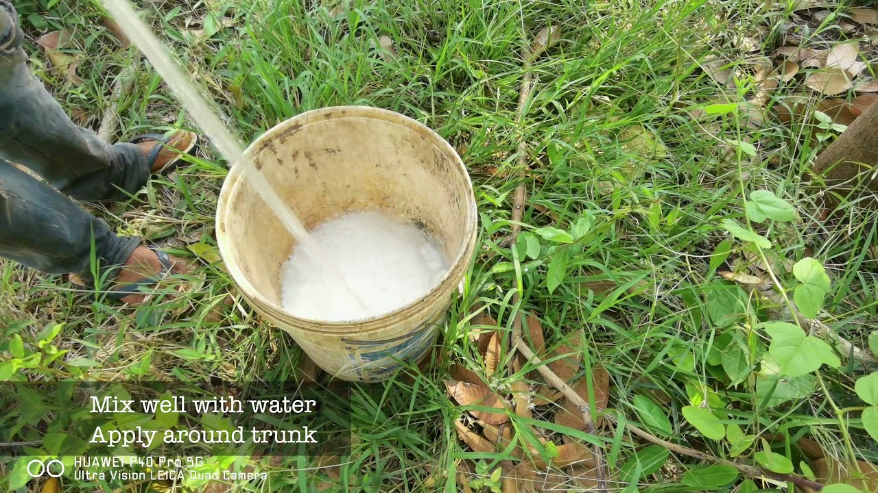 how to apply paclobutrazol 15% to mango trees