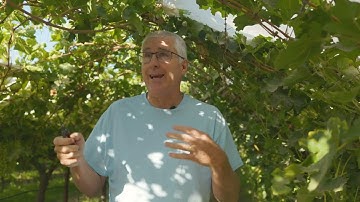 GROWN by | France Ranch: Cane Pruning