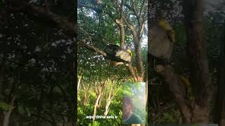 #vidanarroça sagui chupando a pitomba
