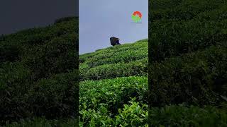आजदेखि बन्द भए इलामका चिया उद्योग ! #teaindustry #ilam #nepalteam #teaexport #exportcrisis #farmers