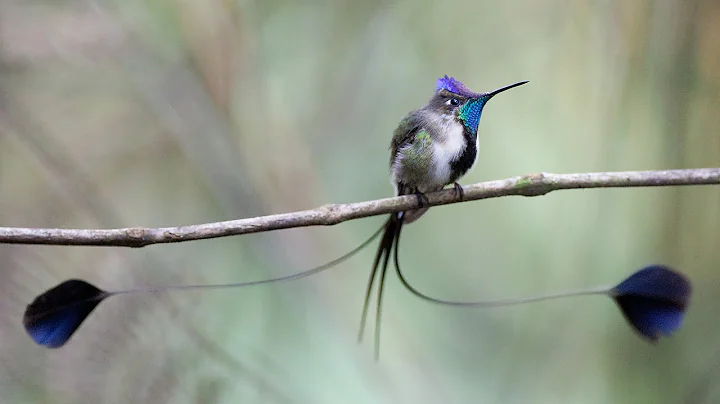 Peru Wildlife: Marvelous Spatuletail and Other Ani...