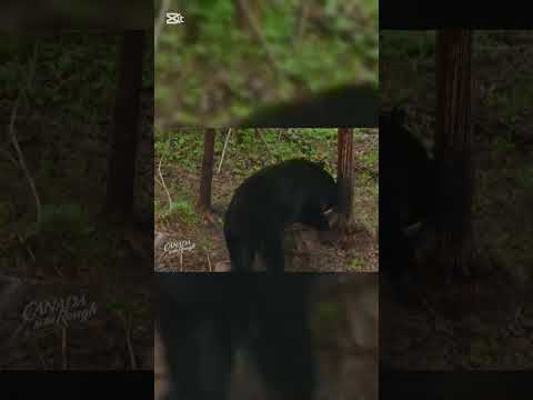 Тихая засада: охотник и медведь#shotviralvideo #shotfeed #bearhunting
