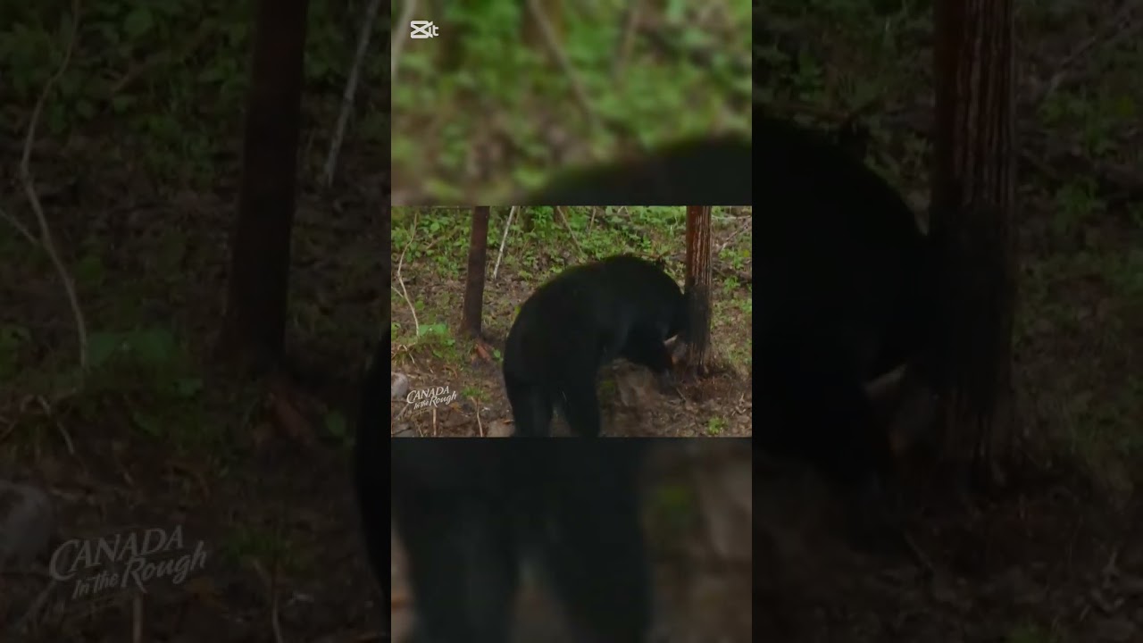 Тихая засада: охотник и медведь