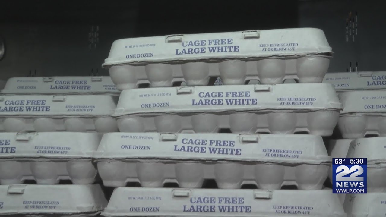 No end in sight for bird flu outbreak causing sky-high egg prices - YouTube