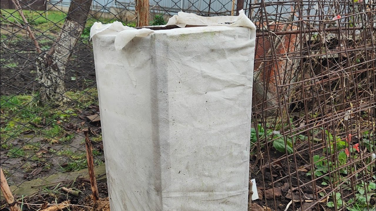 Ківі: укриття однорічної ліани