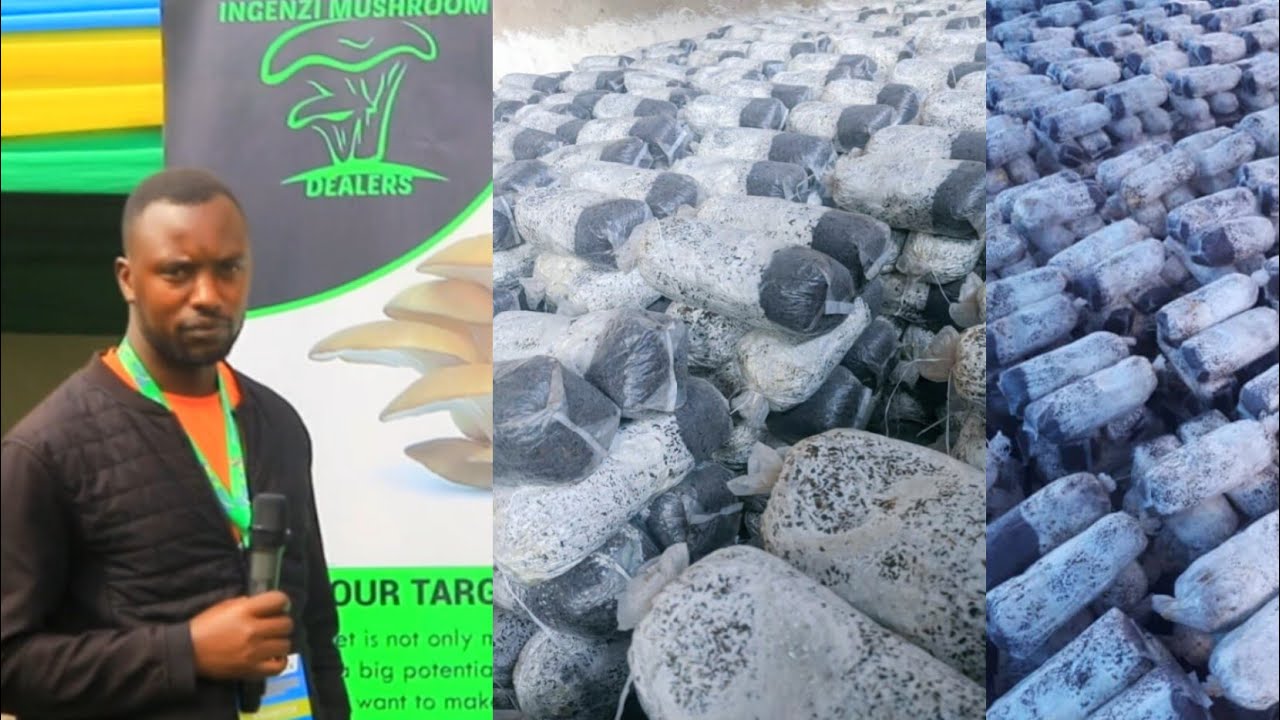 Gukira BIRASHOBOKA cyane Ubu nawe waba umukire ubikesheje guhinga ibihumyo gura imigina wirebere