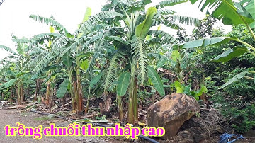 Trồng chuối xiêm ,chuối tây ,xen trong vườn cây ,kinh tế cao
