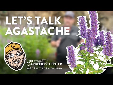 Video: Meer informatie over het kweken van Agastache in de tuin
