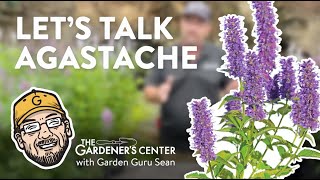 Let's Talk Agastache, Sean's Fave Perennial   Garden Guru Sean at The Gardener's Center