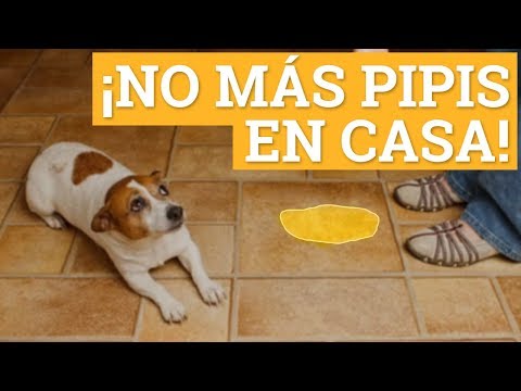 Video: Problemas De Houstraining Con Perros - Perro Orinando Dentro De La Casa