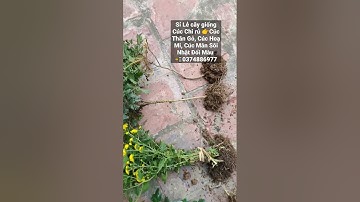 Sỉ Lẻ Cây giống Cúc chi rủ, Cúc Thân Gỗ, Cúc Mân Sôi nhật Đổi Màu, Cúc Hoa Mi kép 📲0374886977 #cúc