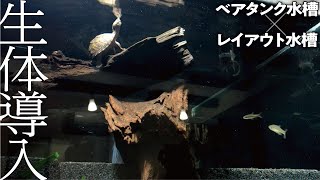 60㎝「カブトニオイガメ亀水槽」生体導入！！！