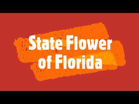 Videó: Florida azt jelenti, hogy virág?