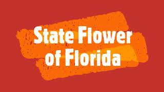 State Flower of Florida