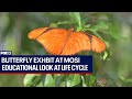 Butterfly exhibit takes flight at MOSI