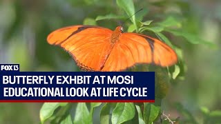Butterfly exhibit takes flight at MOSI