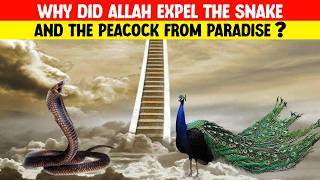Download Lagu Why Did Allah Expel The Snake And The Peacock From Paradise? MP3 Download Lagu Why Did Allah Expel The Snake And The Peacock From Paradise? MP3