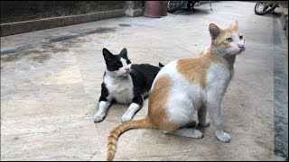 Cats rush towards the door for food by LONDONISM 16 views 2 weeks ago 2 minutes, 32 seconds