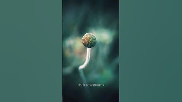Can you guess?? 😳🤯 #shorts #youtubeshorts #viral #viralvideo #trending #short #macro #photography