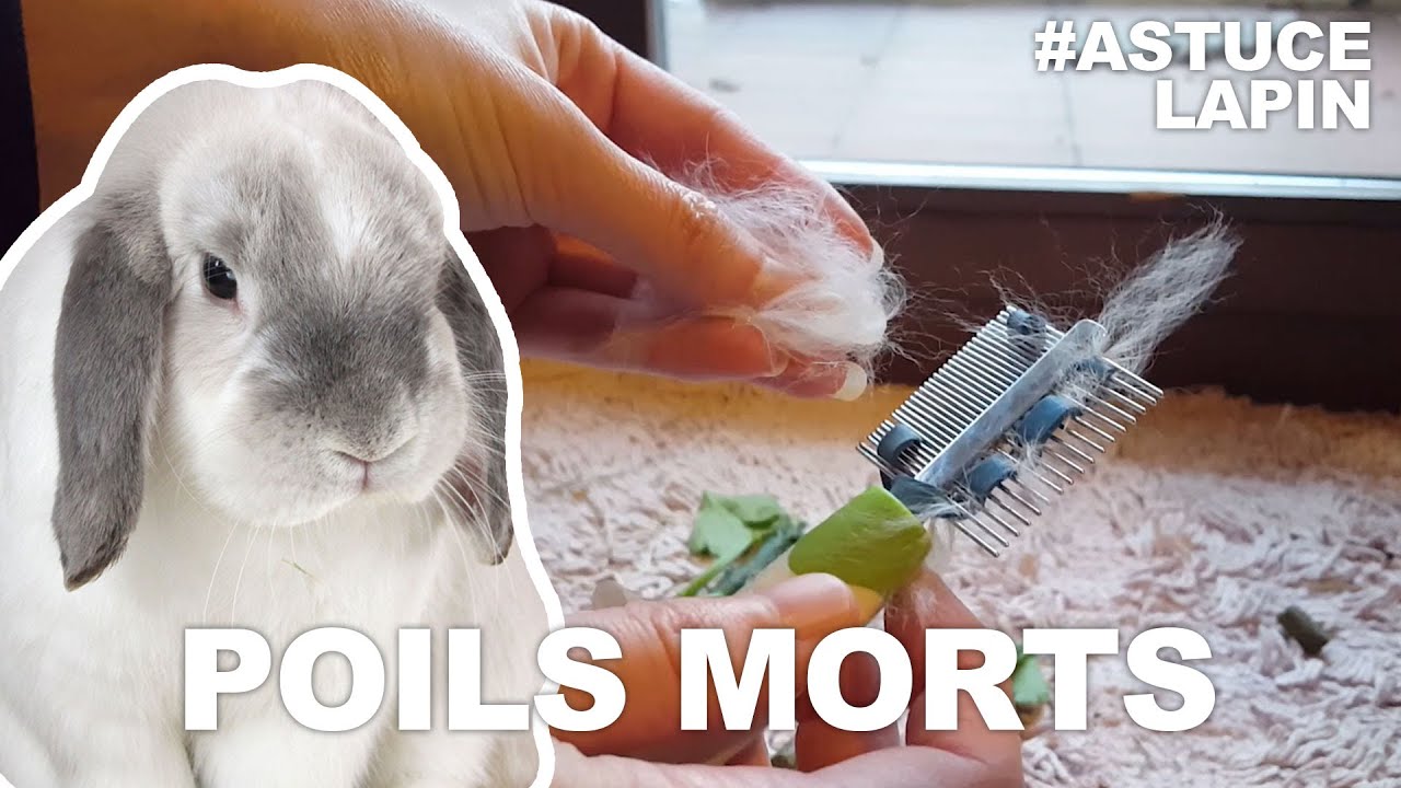 [Astuce Lapin] Enlever les poils morts lors de la mue