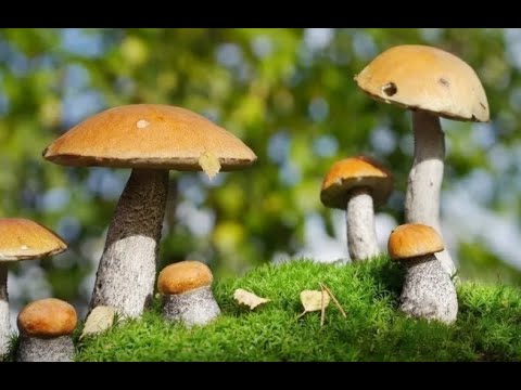 Аномальная жара привела к «бронированию» грибов в российских лесах