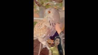 Beautiful and cute owl Compilation, Oktober 7, 2025