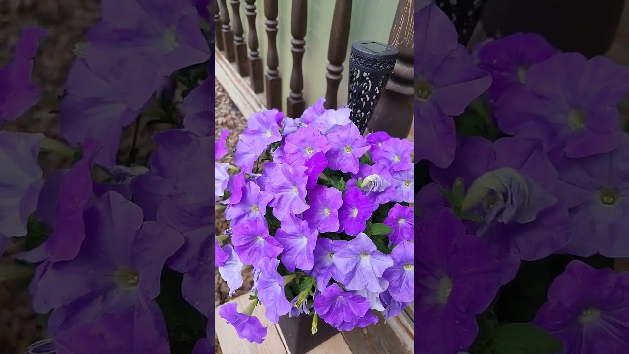 Июньский сад 