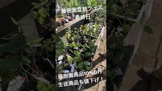 藤樹園盆栽フェス最終日がお得です🉐