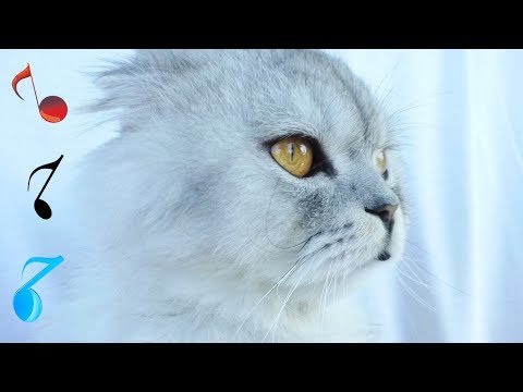 КЛИП КОТА: 'ЦВЕТ НАСТРОЕНИЯ - КЕВИН' (MC ЛАПА)