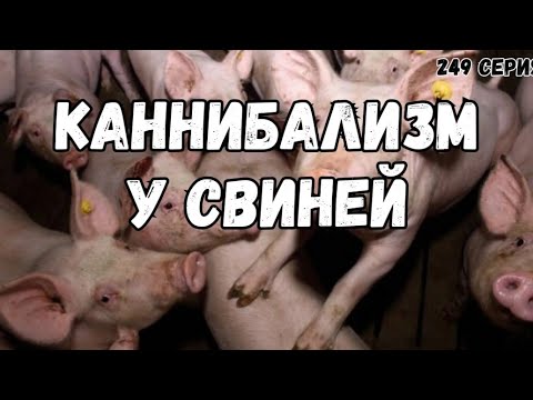 Каннибализм у свиней  и как это проявляется